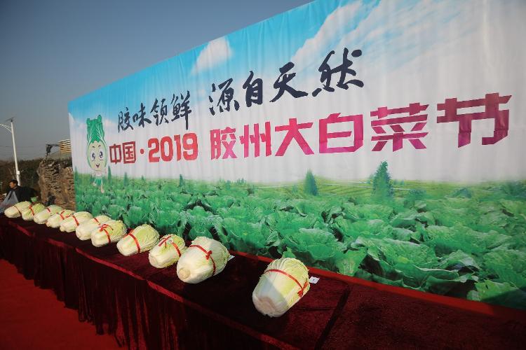 这就是山东丨胶州大白菜上台“比美” 棵棵都有“身份证”