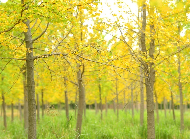 气温明显下降，济南黄河千亩银杏林将迎最美时节