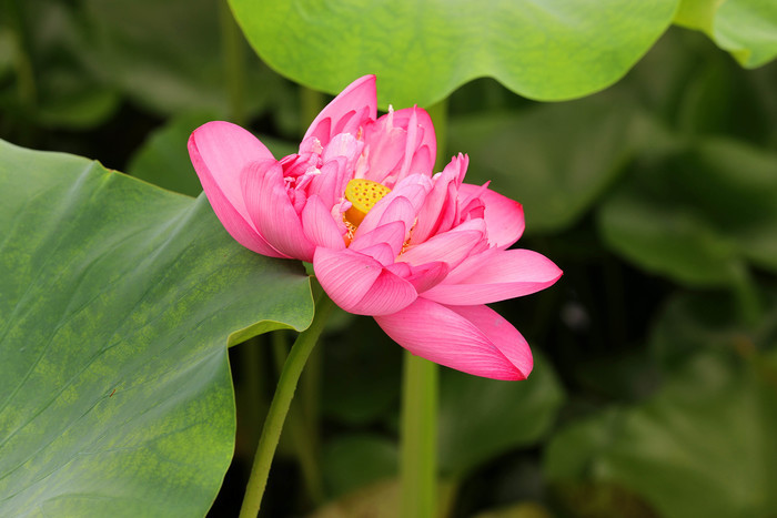 这里的荷花燃香正浓，“莲藕经济”添彩乡村振兴