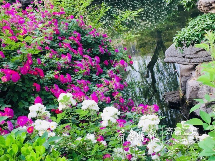 蔷薇正值盛花期，济南公园开花成海了！