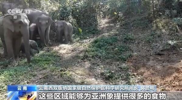 北上野象走出“S”路线 下一站去哪儿？