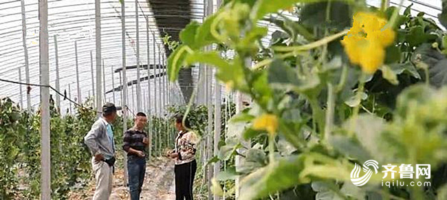 从聚才到聚财，解码山东乡村人才的价值共振