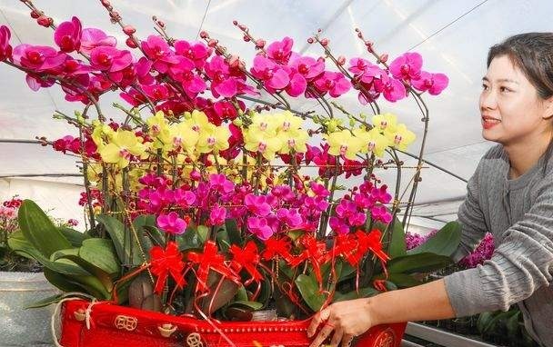 一个月销售10余万株 “年宵花”蝴蝶兰迎销售旺季