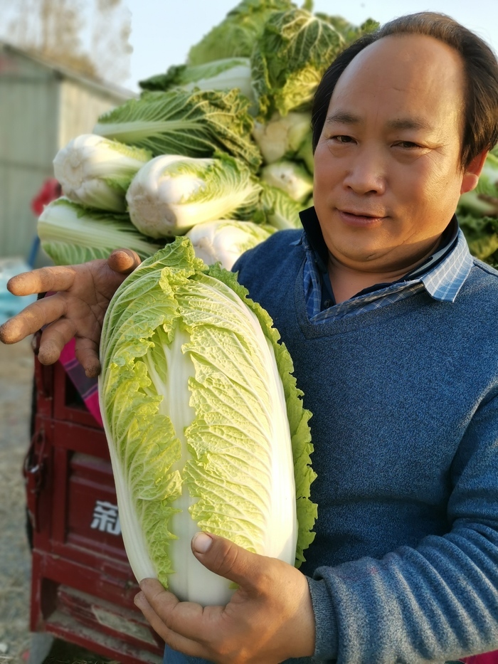 3年免费送出10万斤“暖心菜”！济南菜农“投桃报李”感动居民