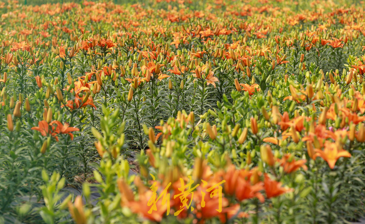 百合花海即将盛开，端午时节来赏花吧