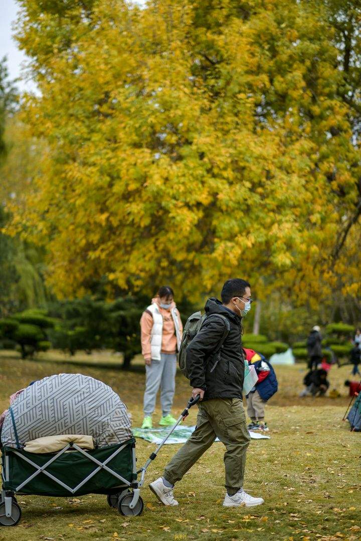 深秋黄叶林中露营野餐 体验“沉浸式”赏秋