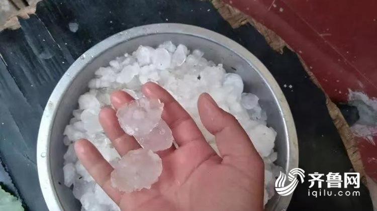 组图：玉米地惨遭“灭顶” 日照潍坊多地遭遇冰雹袭击
