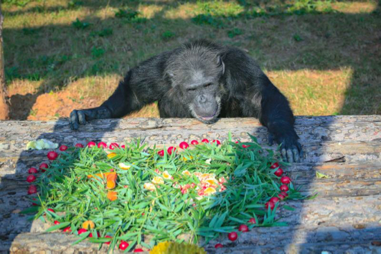 【晒晒美好山东】济南野生动物世界 喜迎国庆氛围浓 满园尽飘中国红