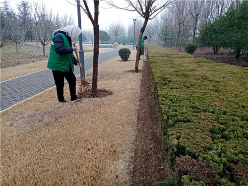 迎春花开养护忙