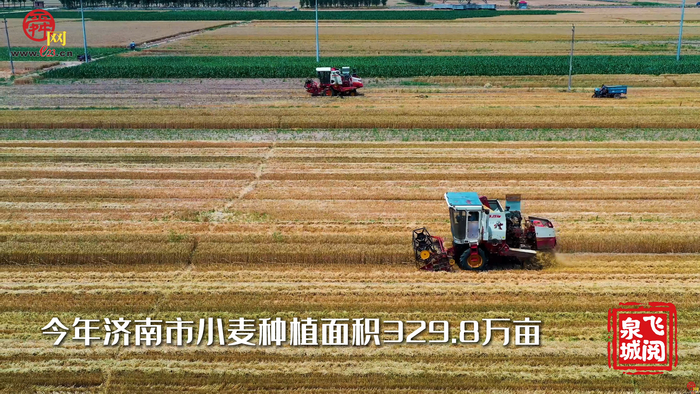 【飞“阅”泉城】金色麦浪喜迎大丰收