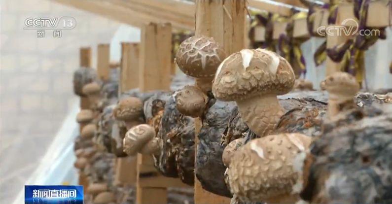 新疆特色养殖助力脱贫 12个贫困县年底摘帽