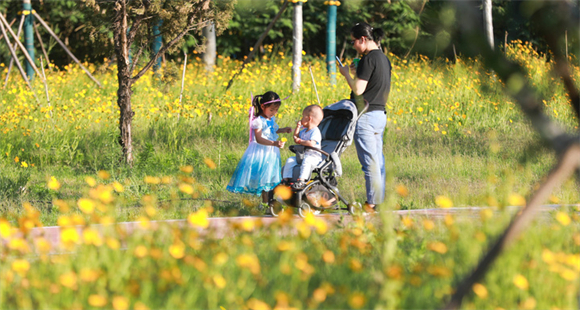 “顶流”花海扮靓黄河岸边，黄河郊野公园夏意浓