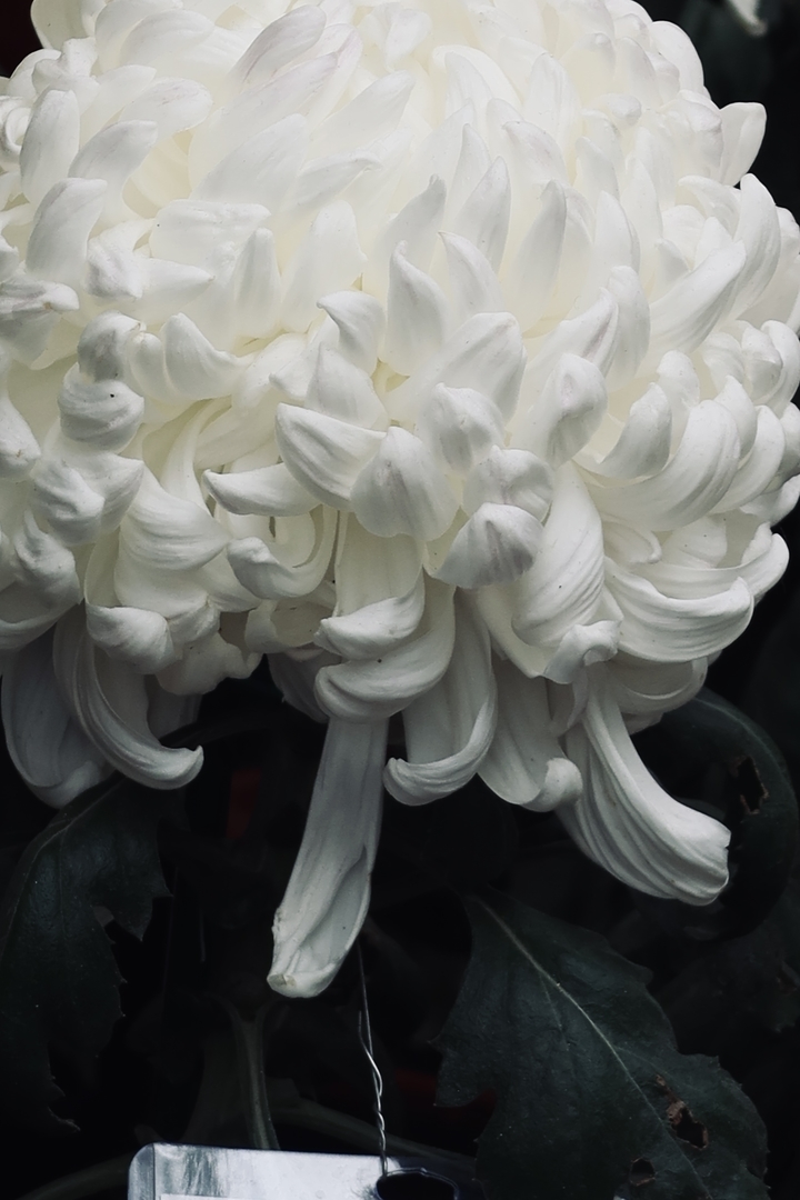 趵突泉不只有“猪鲤”，还有“胖菊”  