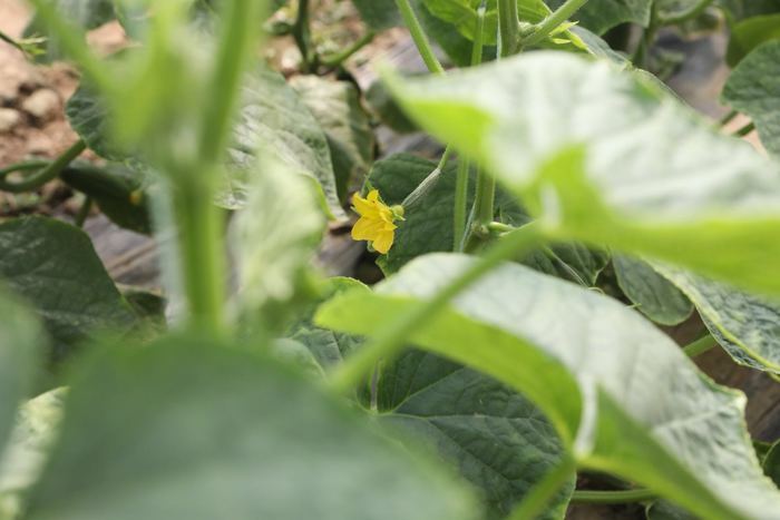 【春耕进行时（四）】章丘区张家林村以现代农业实现精准扶贫有效对接