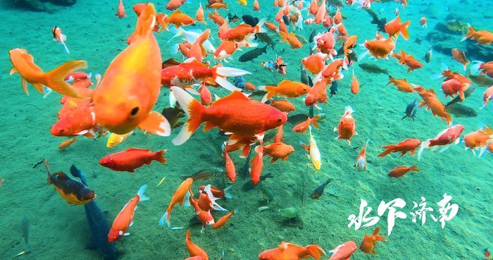 【水下济南】濂泉：清泉石上流 鱼儿天上游