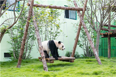 4只大熊猫到这个地方安家落户！9月16日与游客见面