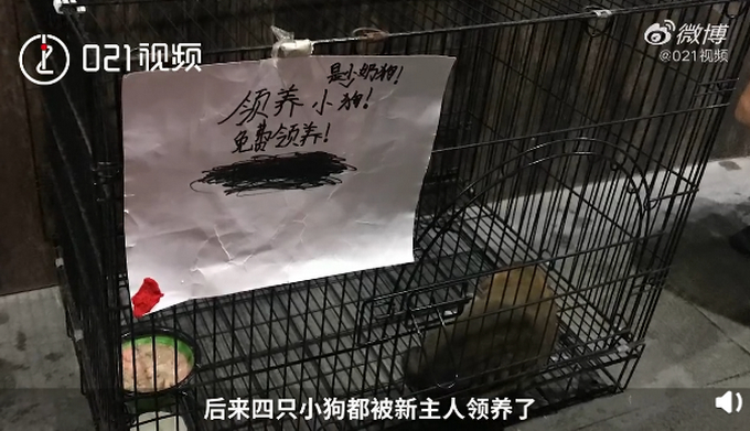 9岁男孩守护被遗弃小奶狗，路边吆喝：明天50今天免费，快来领养！