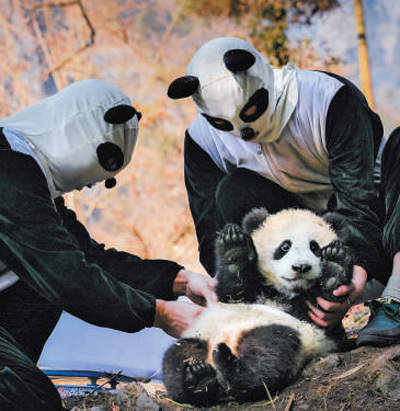 大熊猫野化放归，都要上啥“培训课”？