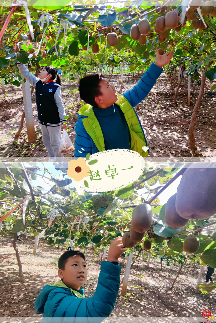 山师附小2018级6班猕猴桃采摘研学活动纪实（稿件有视频，麻烦编辑同事将视频置于链接处）