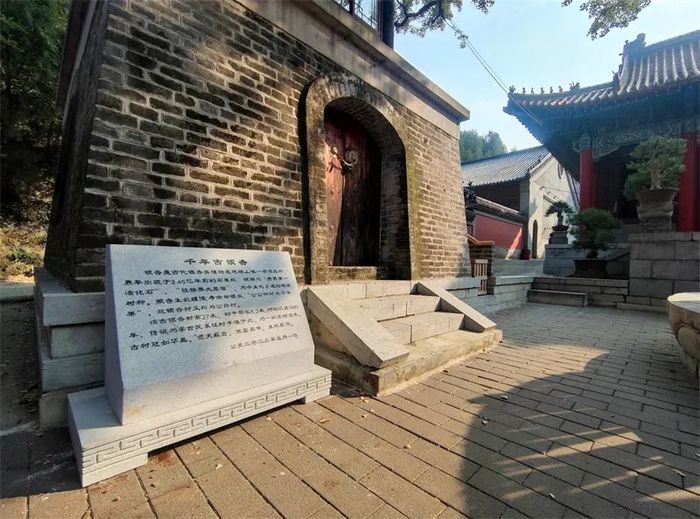 古槐、古皂荚、古榆、古银杏，2023年济南添20处“古树保护园”