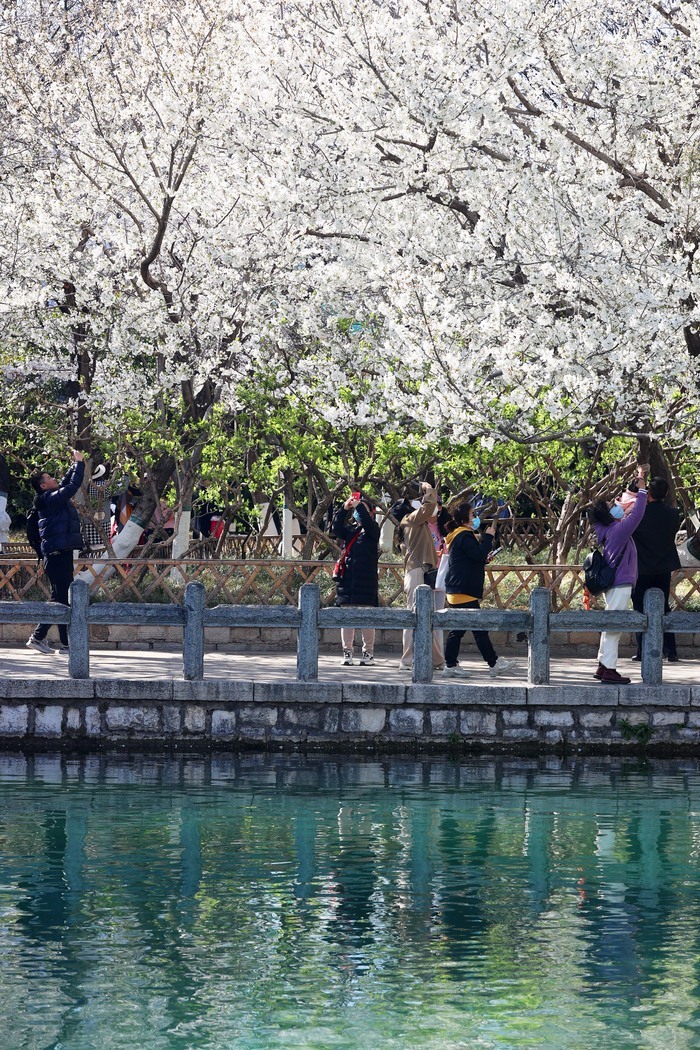 樱园春色满 花海五龙潭 第二十届五龙潭樱花节拉开帷幕
