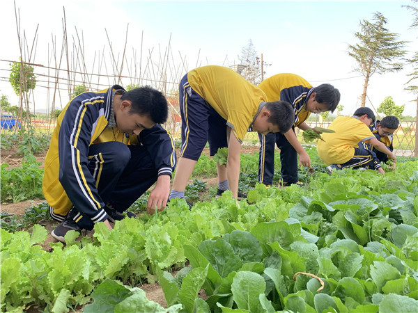 向下扎根 向上生长 记金水河学校2020夏季蔬菜丰收节