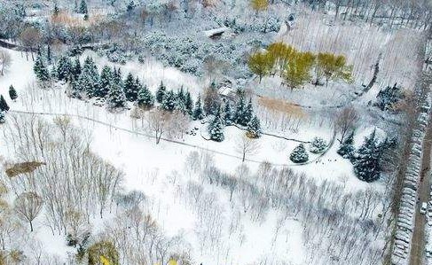 雪后的济南森林公园树影婆娑，俯瞰美如素描画