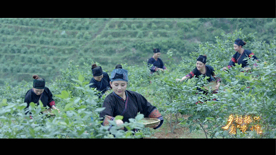 农业现代化 “黔景”无限好——乡村振兴看贵州