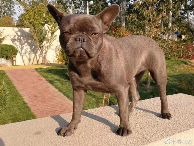 贾乃亮自曝爱犬名叫马冬梅 自带与世无争强大气场