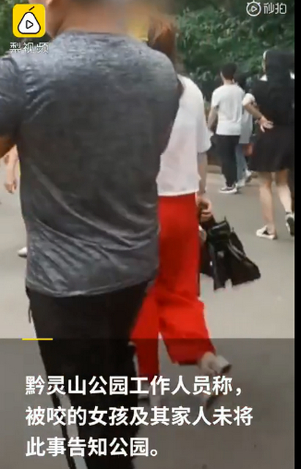 危险！小女孩拿食物喂食，遭黔灵山猕猴抓住手反咬一口