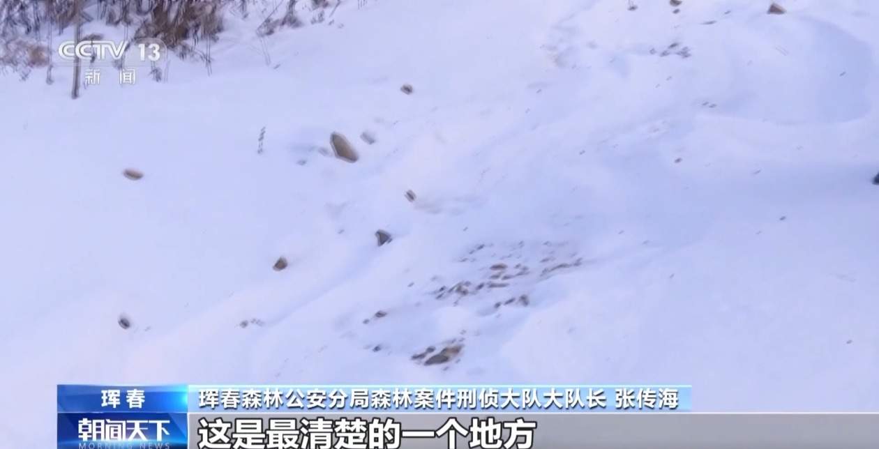 国内首次发现“东北虎捕食东北豹” 警方和专家组揭开事件真相