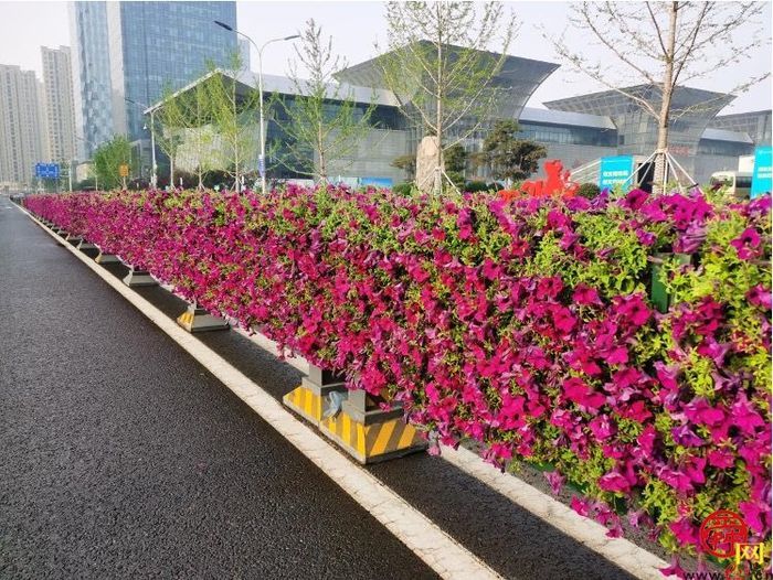 【图集】槐荫变花园 近30万盆花卉吐芬芳