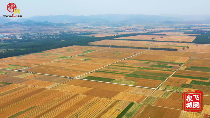【飞“阅”泉城】金色麦浪喜迎大丰收