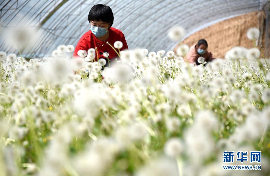 春分时节，农民在忙啥？