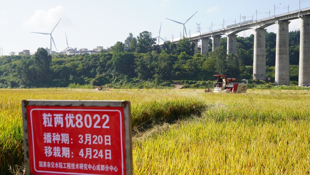 袁隆平超级稻在四川德昌实现单季亩产1251.5公斤