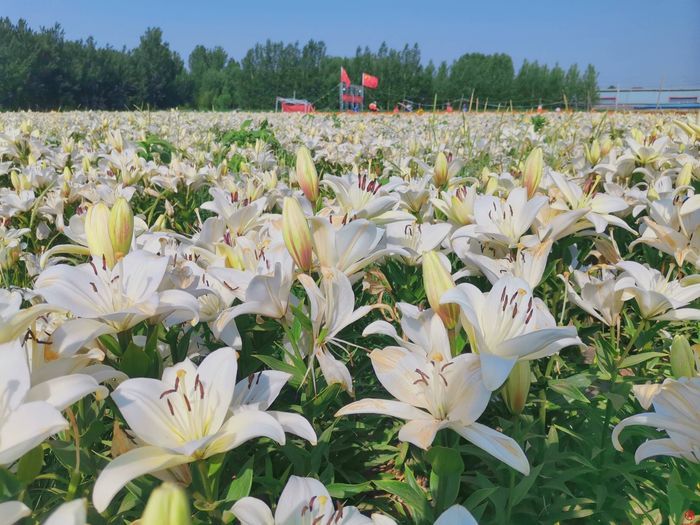 走基层 看发展｜玉清湖街道：水景扇形画 擦亮乡村振兴的“生态底色”