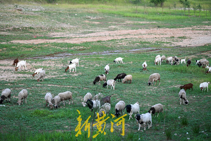 玉符河：上游放水中游渗透地下 下游放牧如草原风情