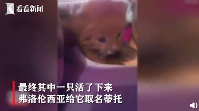 小奶猫是美洲狮原来是这样的 