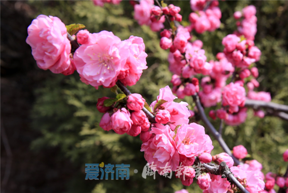 跑马岭惠民发“福利” 市民20元可玩嗨景区