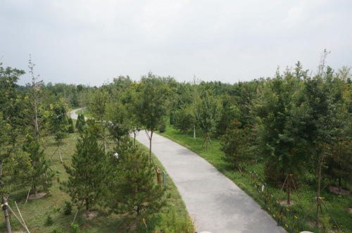 【瓣瓣同心·协同五年谱新篇】白洋淀“荷塘苇海”美景重现，雄安新区“千年林、万顷波”值得期待