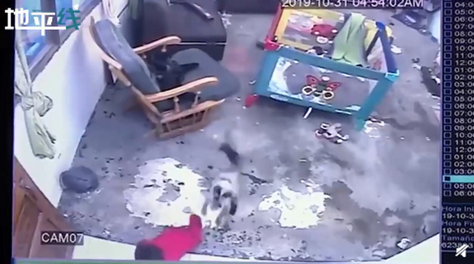 喵星人飞扑救下小主人！网友以为宝宝被咬，结果下一秒感动不已