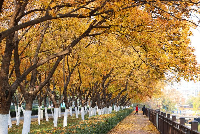 霜染枫树林 斑斓有韵味