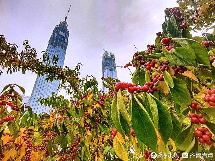 秋季里红橙黄绿青蓝紫七色俱全，实拍济南CBD高楼间的美丽自然