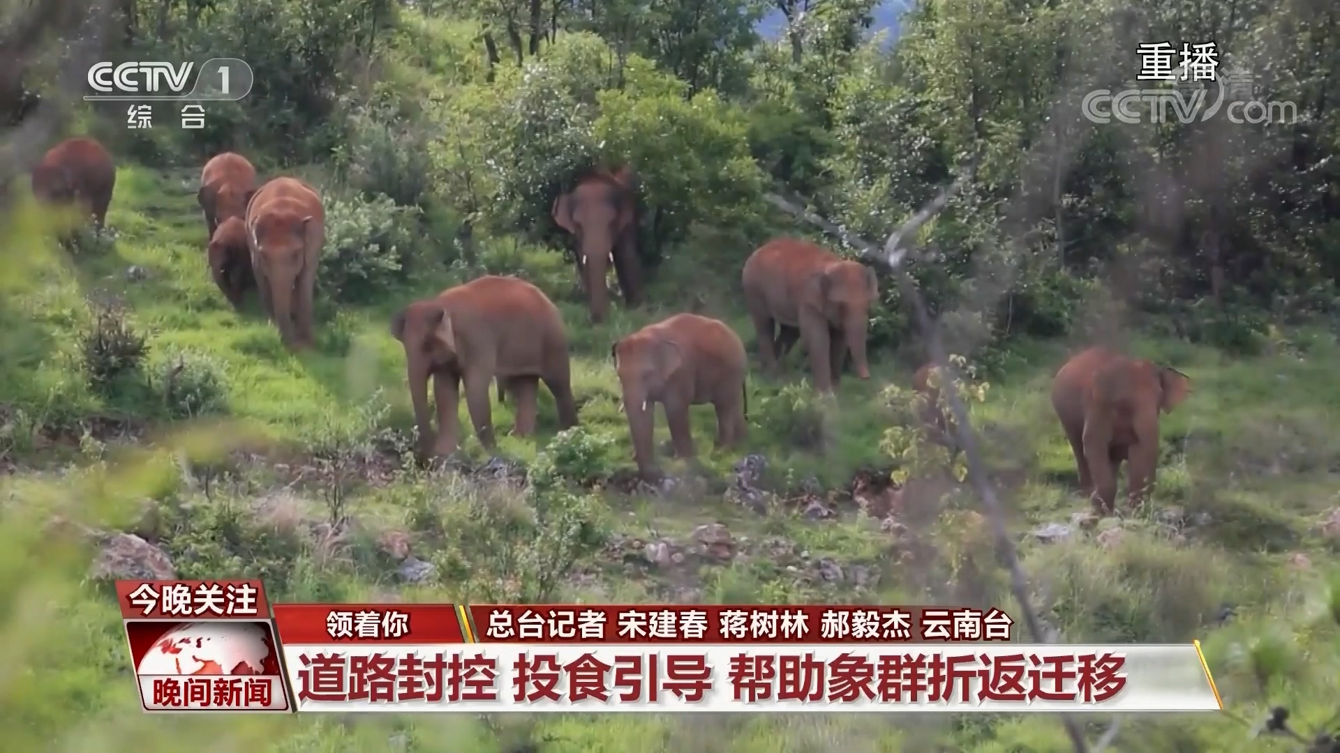 第10个世界大象日到了关注云南北移亚洲象旅行团和护象人