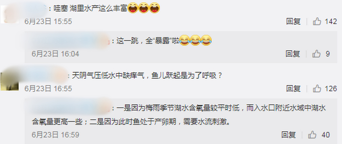 集体舞准备！南京玄武湖公园现群鱼跳跃奇观，网友：大型蹦迪现场
