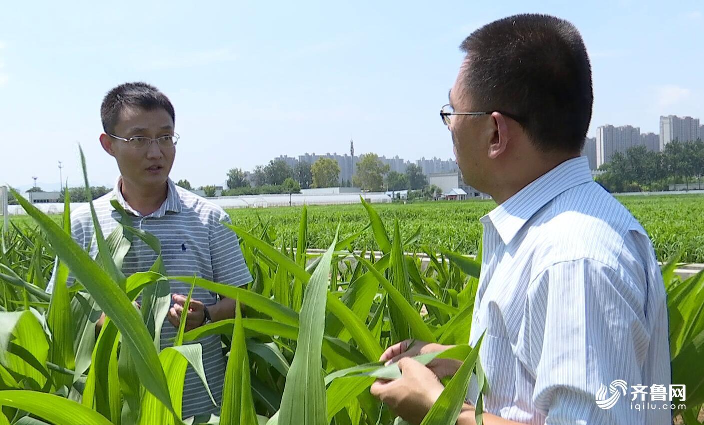 山东高温天让玉米“备受煎熬” 专家支招及时补灌