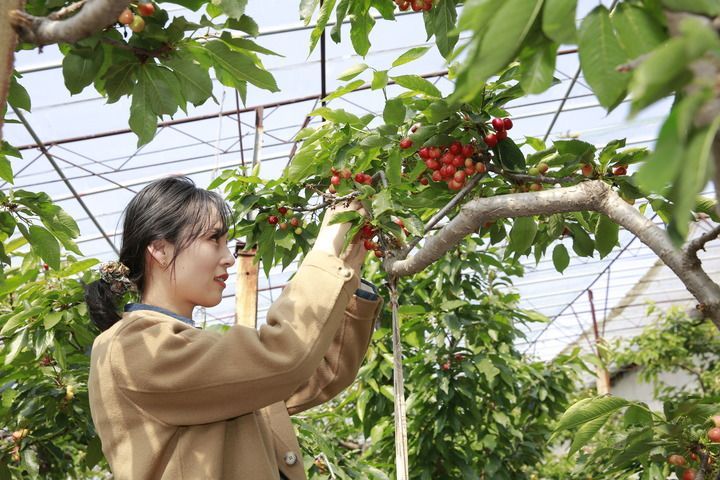 神州巡礼丨山东：从“一天”看乡村振兴多彩画卷
