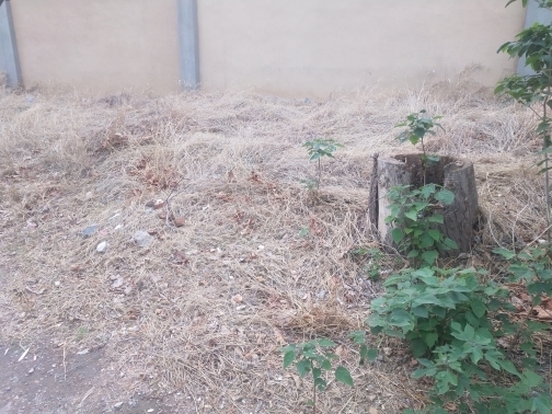 【啄木鸟在行动】杂草丛生数百米路边沦为“野生”停车场