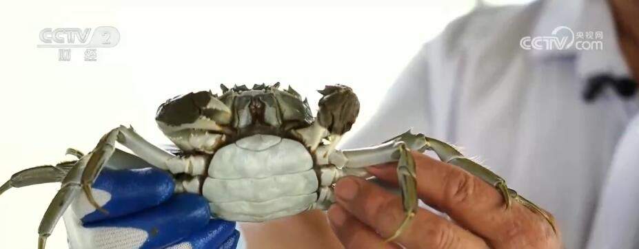 江苏泰州70万亩蟹塘进入收获季 小螃蟹带动56亿元大产业