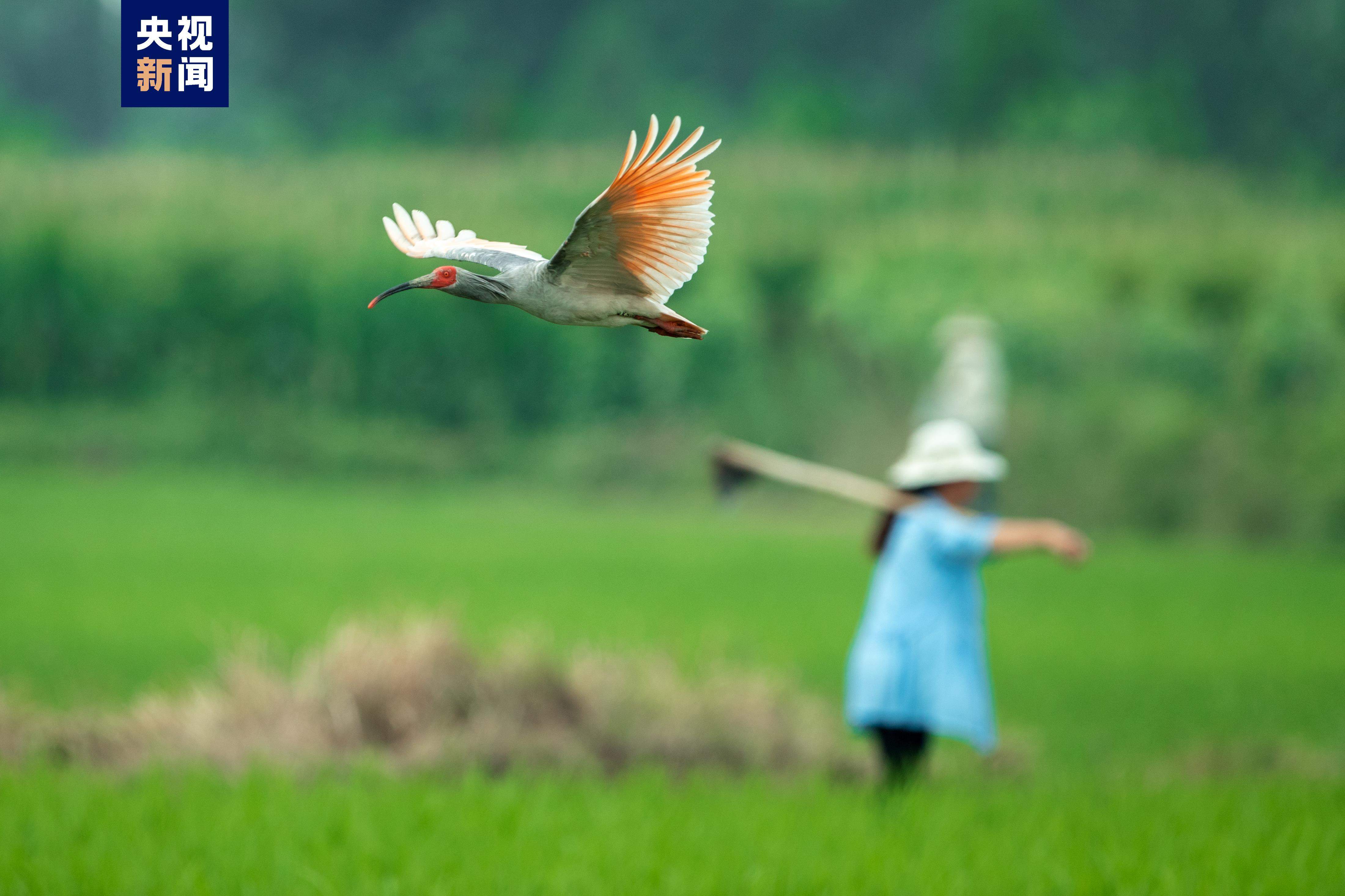 从仅剩7只到破万 朱鹮种群有效摆脱濒危局面